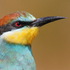 Птицы (Aves) в Ростовской области icon