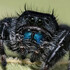 Jumping Spiders (Salticidae) of Arizona icon