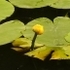 Nymphaeaceae (Water Lily family) of Britain and Ireland (UK+) icon