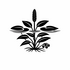 Potamogetonaceae (Pondweed family) of Britain and Ireland (UK+) icon