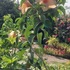 Earth and Plant icon