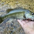 Bartram's Bass icon