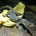Costa Rica Herp Symposium Observations icon