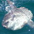 The New England Ocean Sunfish Project icon