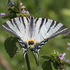 Насекомые (Insecta) в Ростовской области icon