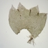 Bryophytes du Québec - microscopie icon