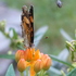 100 Plants of Interest in Northern Virginia icon
