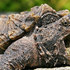 turtles of nacogdoches icon