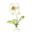 Alpine Plant Life 2025 icon