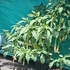 Plantas... icon
