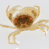 Ракообразные (Crustacea) в Ростовской области icon