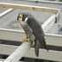 U-M A2 Campus - Bird Strike Inventory - Fall 2025 icon