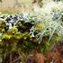 Mosses and Lichens of the UW Campus icon