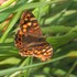 Butterflies of Canary Islands - Mariposas diurnas de Canarias icon