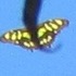 Mariposa malaquita icon