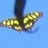 Mariposa malaquita icon