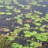 City Nature Challenge 2025 Bargarh icon