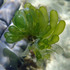 Boergesenia forbesii in Barbados icon