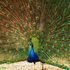 peacocks in your backyard icon
