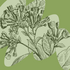 2025 Spring Ephemeral Hikes - WOGC icon