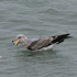 Birds of Northeastern Illinois icon