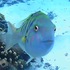 Reef Fish and Animals of the Northern Mariana Islands icon