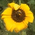 UT-OSU Southern Plains Pollinator Conservation Project icon