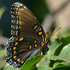 Butterflies of Coles County (2025) icon
