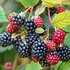 Edible Foraging of the Triangle NC icon