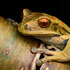 Anfibios y Reptiles del Suroccidente Colombiano icon