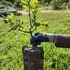 GOMPS Planted GO Monitoring icon