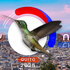 City Nature Challenge 2025: Quito icon