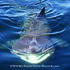 New England Basking Shark Project icon
