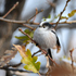Birds of Aix-Marseille University, spring 2025 icon