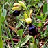 Biodiversity of Numidia (North-East Algeria) icon