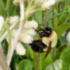 Pollinators in College Park Maryland icon