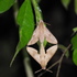Moths by MSc Wildlife NCBS icon