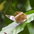 Butterflies by MSc Wildlife NCBS icon