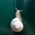 Моллюски Республики Татарстан / Mollusks of the Republic of Tatarstan icon