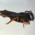 Abejas del Sur de Perú icon