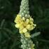 Verbascum thapsus in Japan icon
