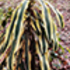 City Nature Challenge 2025, Visakhaptnam icon