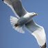 Biodiversity of Krk (Croatia) icon