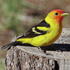 Rare Birds of Rio Grande Valley icon