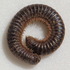 Многоножки (Myriapoda) в Ростовской области icon