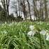 Witch Wood Biodiversity Recording icon