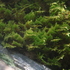 Mosses, Liverworts &amp; Hornworts of Slovakia icon