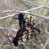 Borboletas e Mariposas do Brasil - Lepidoptera of Brazil icon