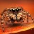 Salticidae ChR icon