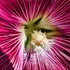 Fleurs-Macro icon